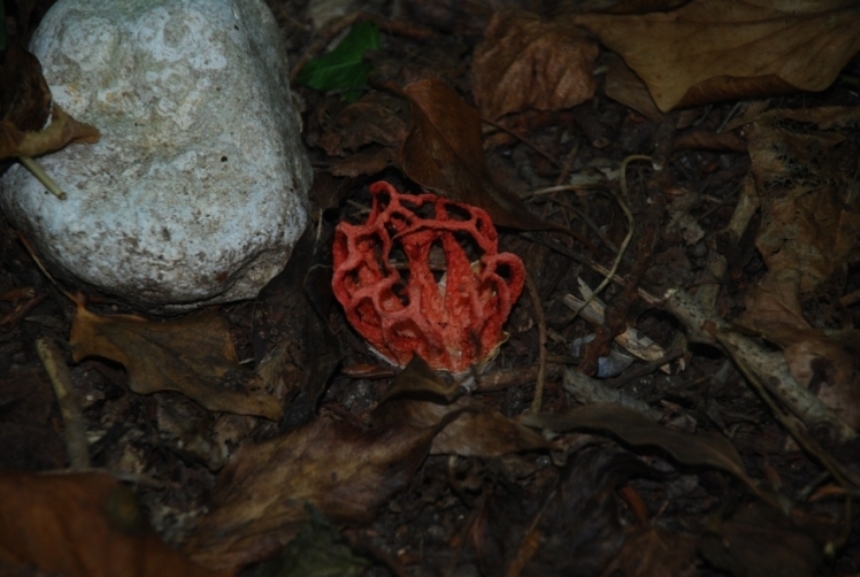 Clathrus ruber???